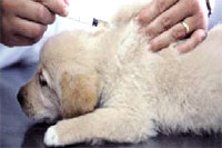 Внимание владельцам животных: Бесплатная вакцинация животных против бешенства 